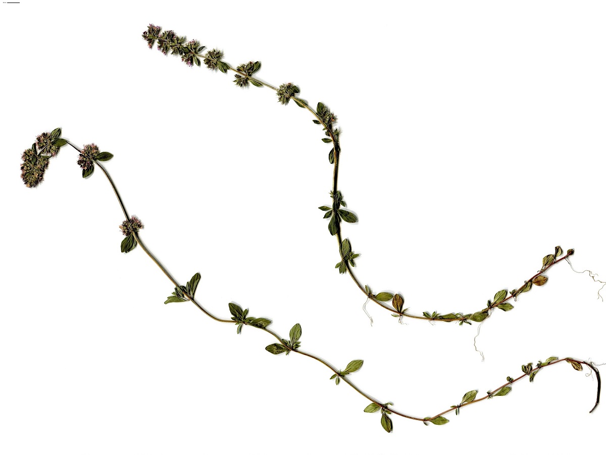 Thymus pulegioides var. pulegioides (Lamiaceae)